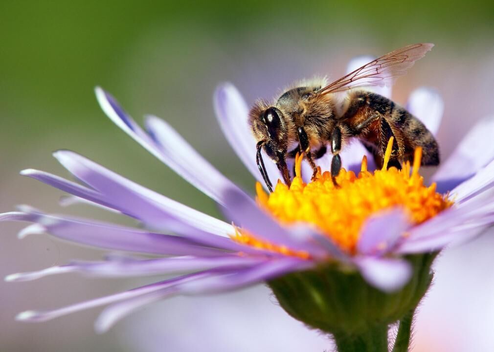 Researchers track pollinators' health, worldwide